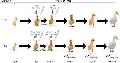 Escherichia coli O88 induces intestinal damage and inflammatory response through the oxidative phosphorylation and ribosome pathway in Pekin ducks